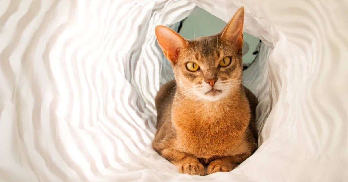 Абиссинские кошки