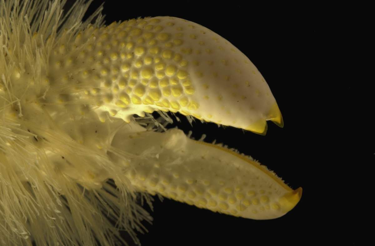 Самое таинственное и загадочное животное на Земле: Краб Йети