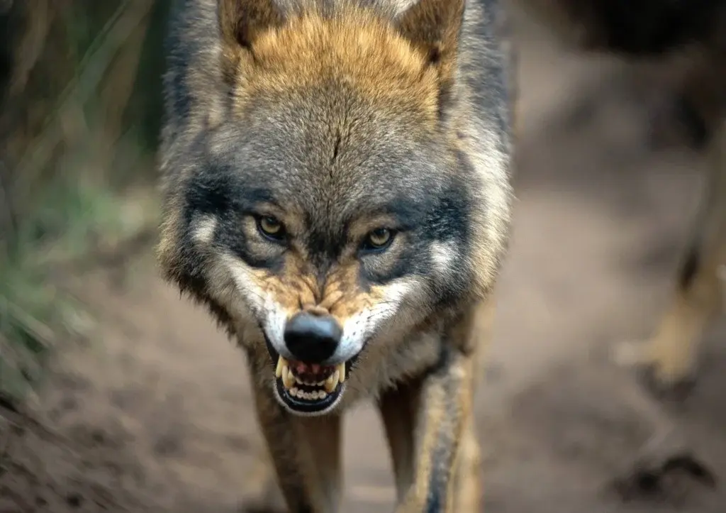 В ФРГ ищут волка, съевшего пони главы Еврокомиссии