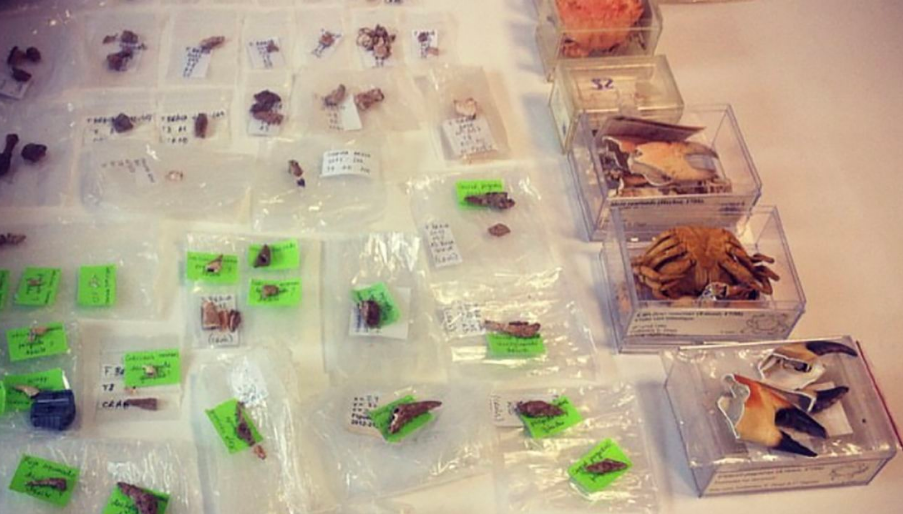 Неандертальцы любили деликатесы из морепродуктов, которые до сих пор популярны.