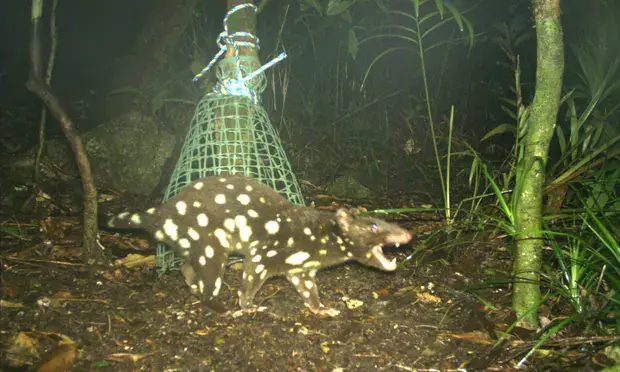 Пятнистохвостому куоллу грозит исчезновение