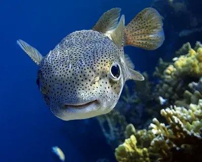 Рыбы могут узнавать себя на фотографиях, что является еще одним доказательством того, что они могут осознавать себя