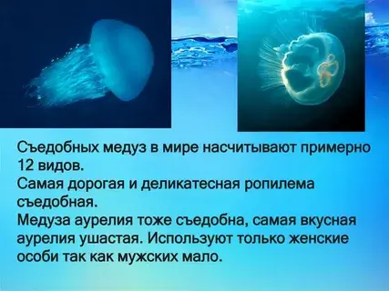 А Вы пробовали медуз на вкус7