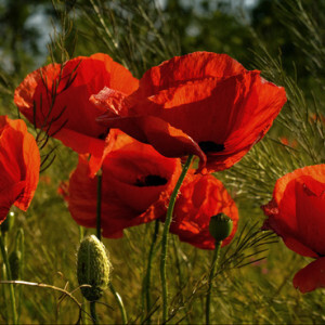 Кто раскрасил поля, как красные тюльпаны?