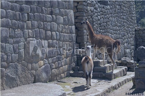Почему инки покинули свой город Мачу-Пикчу