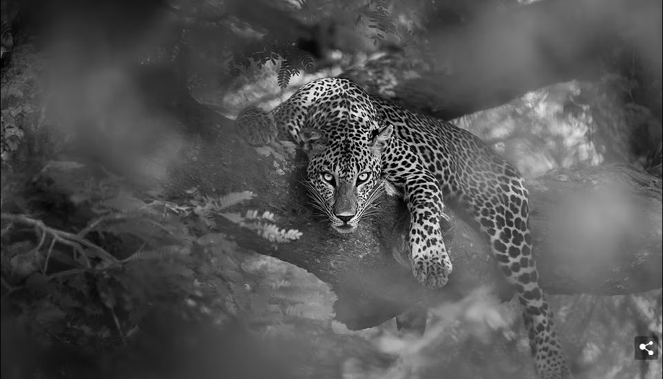 В 2023 Sony World Photography Awards представлены лучшие отдельные снимки из 55 стран, принявших участие