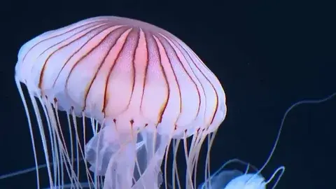 А Вы пробовали медуз на вкус7