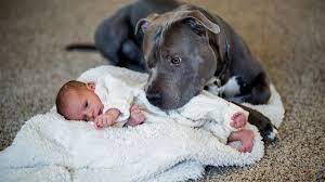 Собака Отказывается Позволять Ребенку Спать Одному