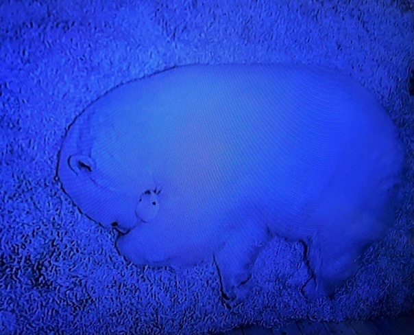 У Новосибирских медведей, Кая и Герды родилась двойня