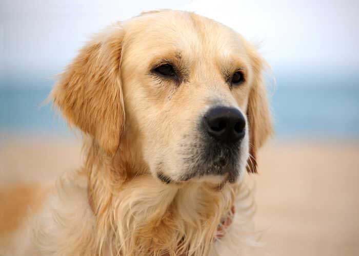 Топ-5 самых спокойных пород собак.