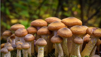 Первая в мире вакцина, которая борется с целым рядом грибковых инфекций