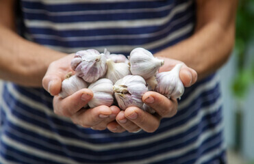 Чеснок польза для организма , ешь чеснок - а не таблетки