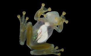 Вы знали это? У лягушек проницаемая кожа!