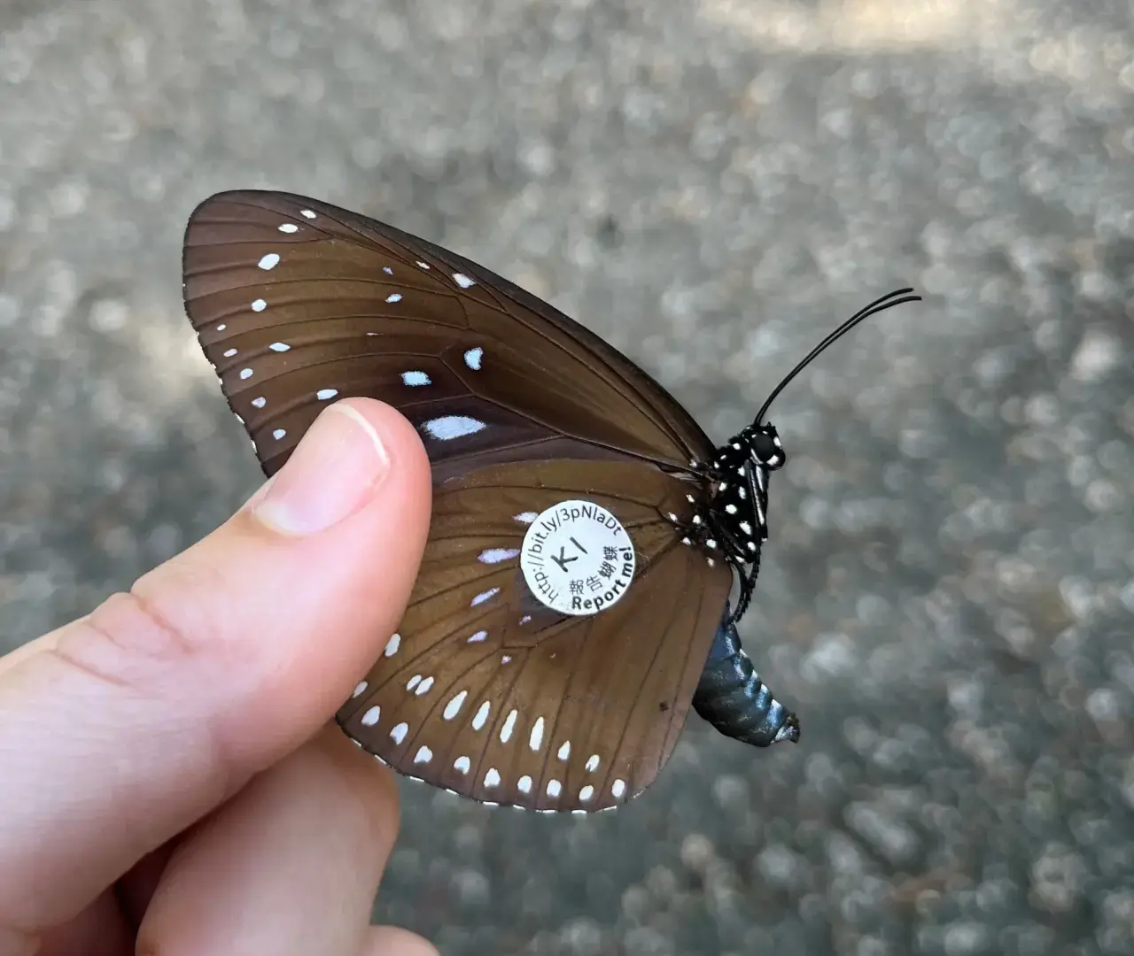 Ученые обращаются за помощью к общественности, чтобы отслеживать бабочек в Гонконге и на юге Китая.