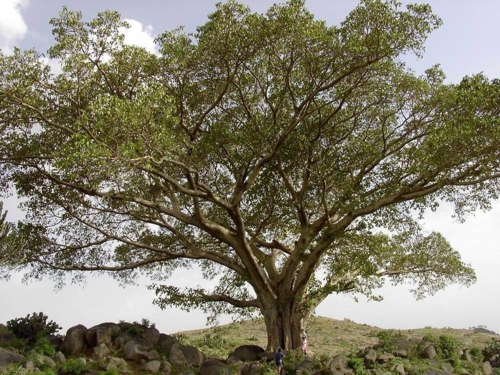 Смаковница это. Фикус сикомор. Ficus sycomorus фикус сикомора. Фиговое дерево сикомор. Дерево сикомора Египет.