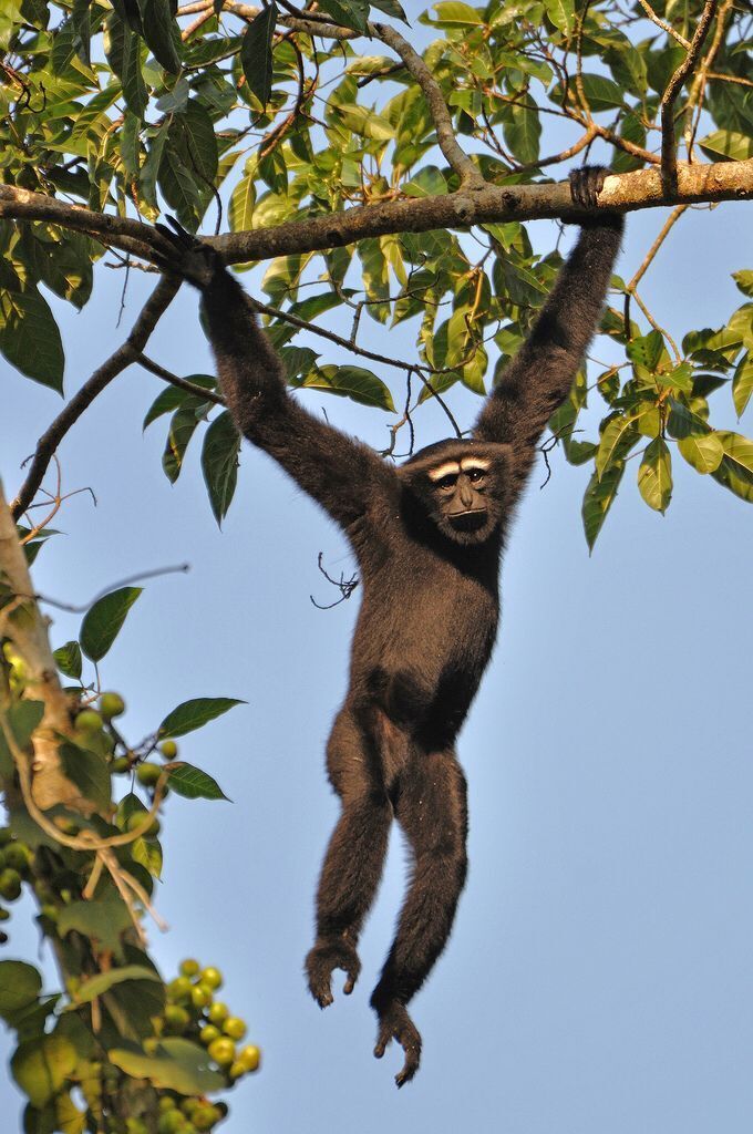Непорочное зачатие? Как самка гиббона умудрилась забеременеть, живя в изолированном вольере