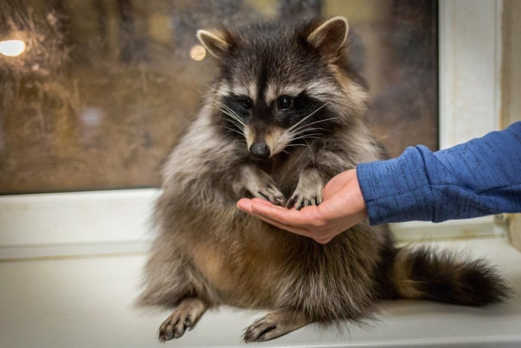 Что за животное такое енотовидная собака?