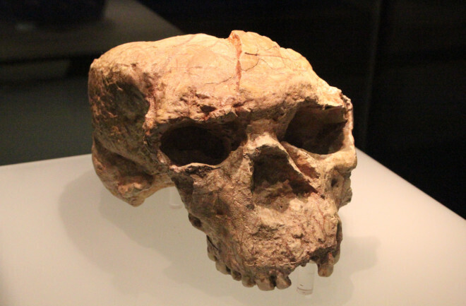 Древний череп, найденный в Китае, может быть Homo Erectus