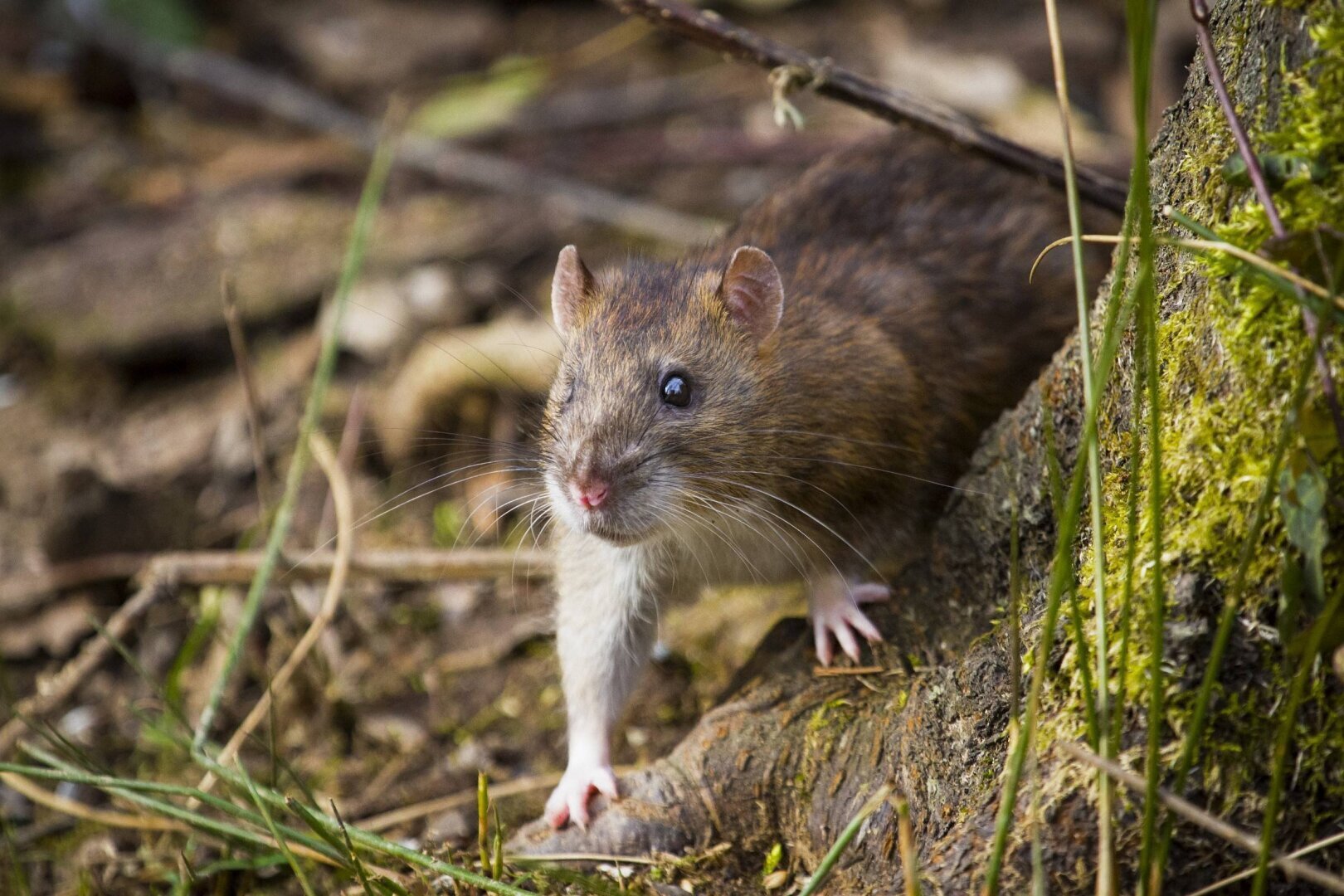 Десять неместных животных, сеющих хаос в США