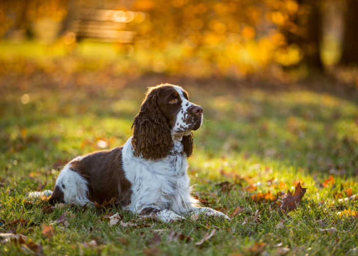 Как ухаживать за английскими кокер-спаниелями.