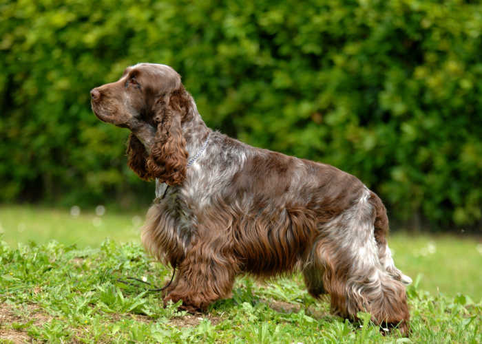 Идеальный владелец английского кокер-спаниеля.
