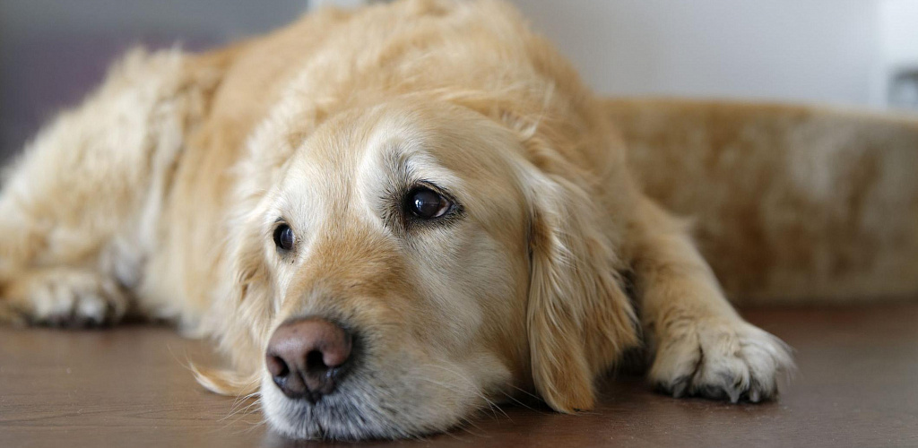 Характеристики диабета у собак