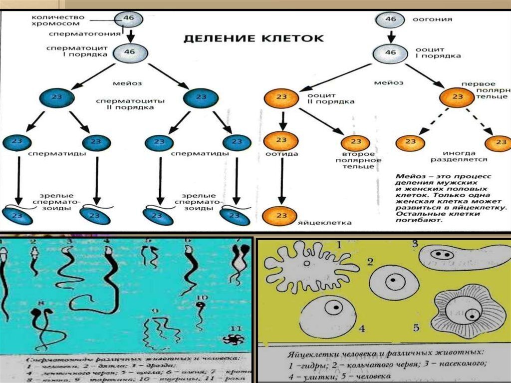 Схему этапов развития речи в онтогенезе у человека физиология