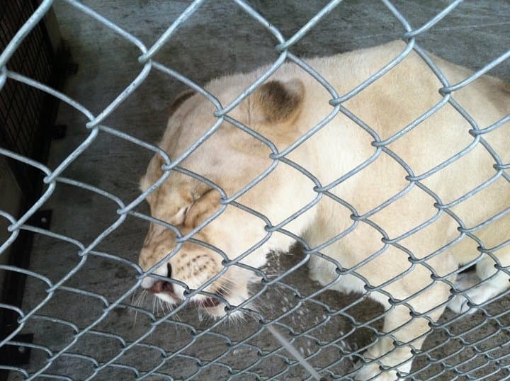 Эта Львица Была Спасена, Благодаря Ее Новому Соседу