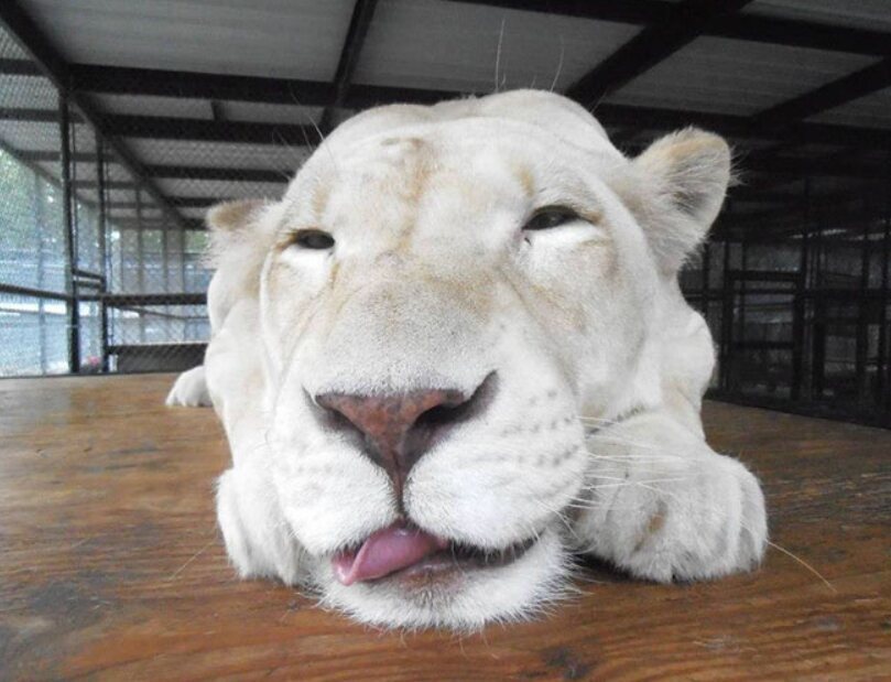 Эта Львица Была Спасена, Благодаря Ее Новому Соседу