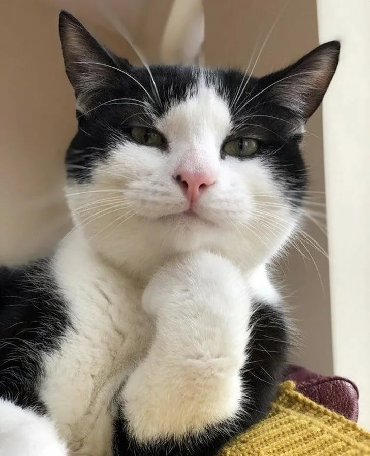 Милые кошки