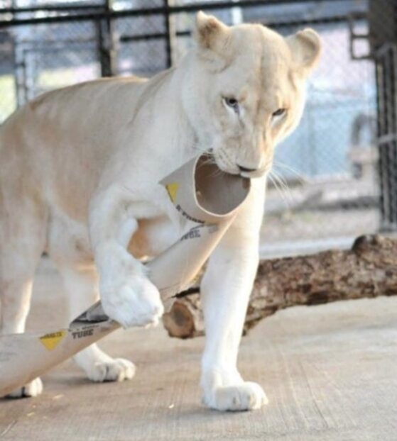 Эта Львица Была Спасена, Благодаря Ее Новому Соседу