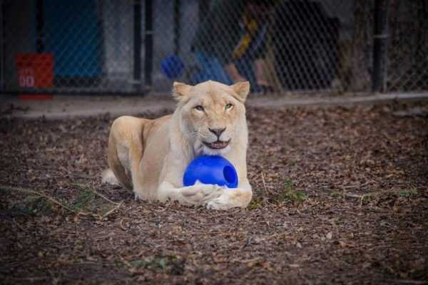 Эта Львица Была Спасена, Благодаря Ее Новому Соседу