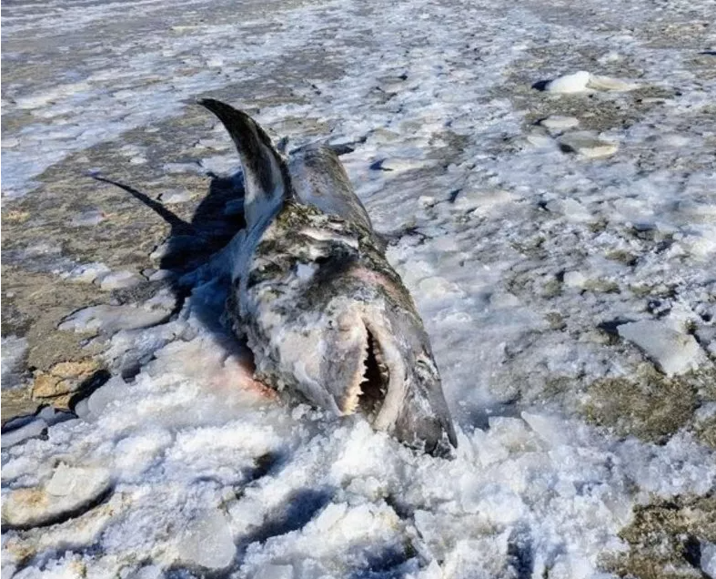 Тайна гигантской замороженной акулы на пляже Кейп-Код сбивает с толку экспертов