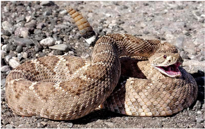 Осторожно! Самые опасные змеи.
