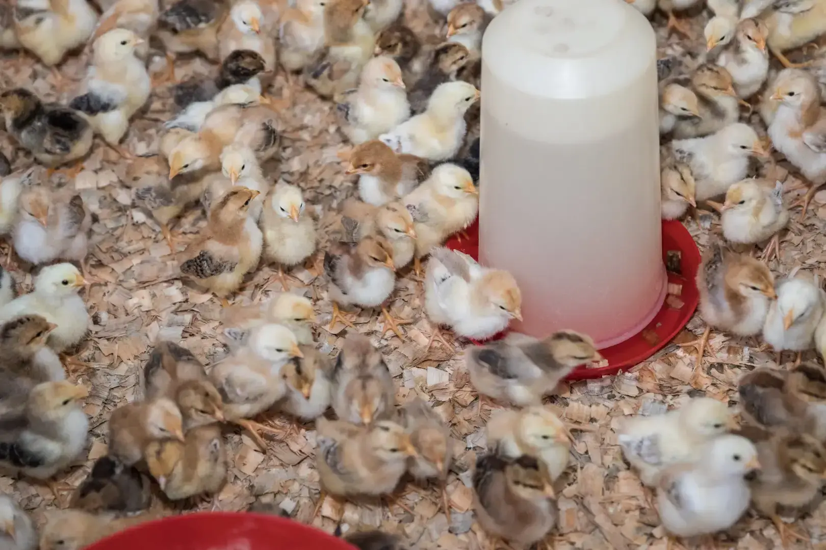 Мертвые цыплята и гниющее мясо: Южная Африка объявила «катастрофу» из-за отключения электроэнергии