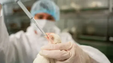 Предупреждение о птичьем гриппе: ведущие эксперты говорят, что мир "далек" от готовности к "пугающей" и неизбежной пандемии.