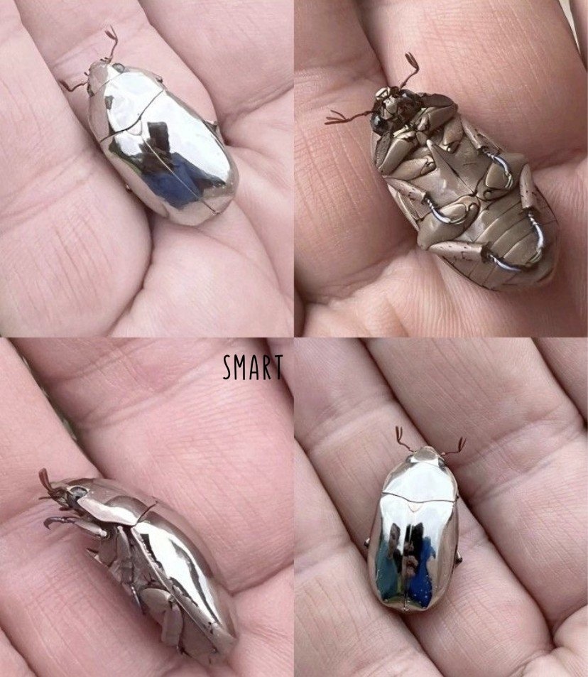 Вот как выглядит серебристый металлический жук.