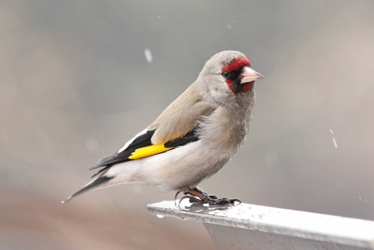 Помогаем пернатым правильно