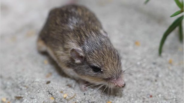 Это Пэт, самая старая мышь в мире — вот сколько ему лет