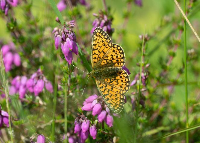 В Великобритании наблюдается резкое сокращение численности бабочек почти в половине мест, где они были распространены пятьдесят лет назад.