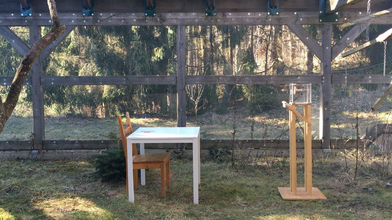 Исследование показывает, что какаду могут не только использовать инструменты, они могут использовать целые наборы инструментов для более сложных задач