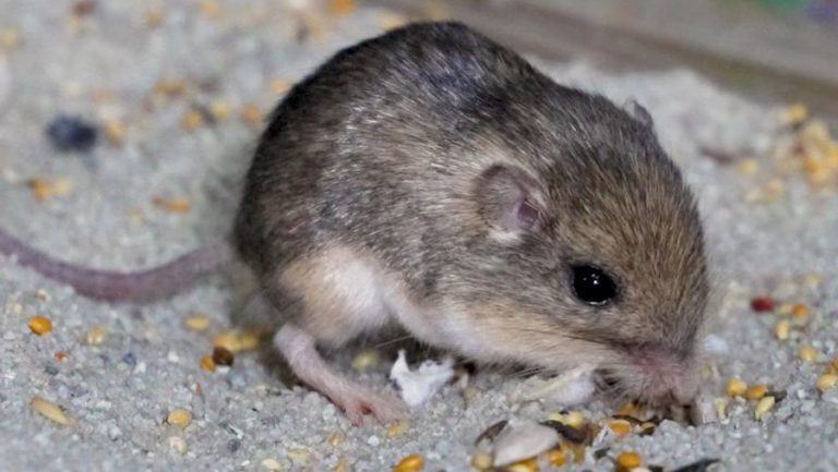 Это Пэт, самая старая мышь в мире — вот сколько ему лет
