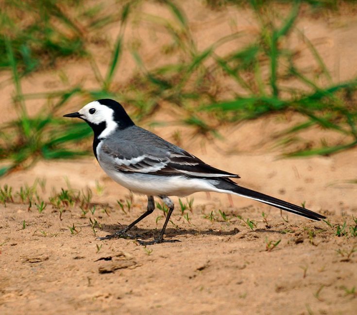 О птице трясогузке