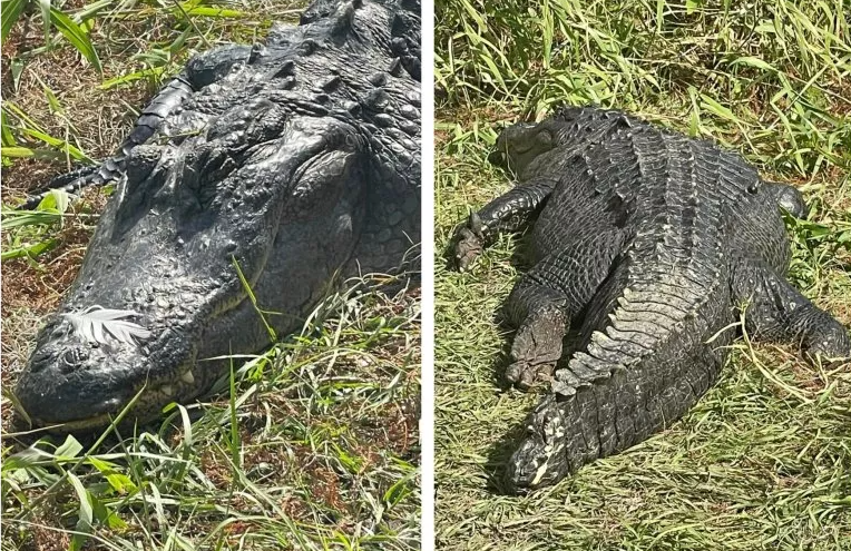 Счастливый аллигатор в «пищевой коме» с перьями на морде восхищает зрителей