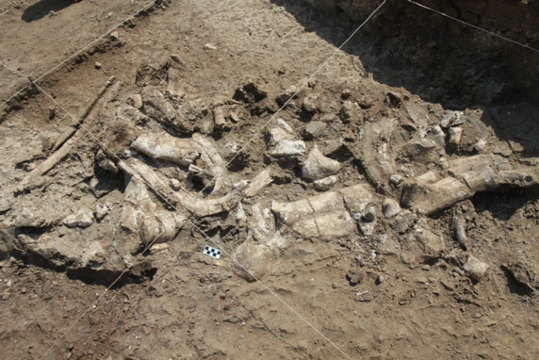 Nature: Древние каменные орудия предполагают, что ранние люди обедали бегемотом