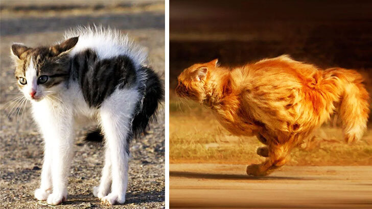 Басня про кота и валерьянку