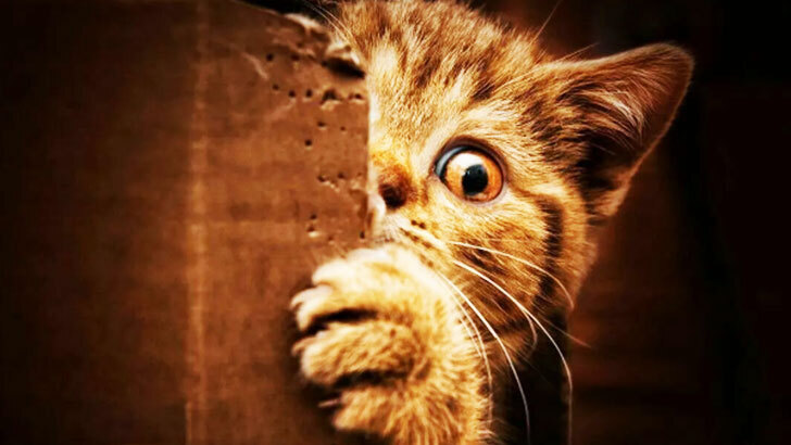 Басня про кота и валерьянку