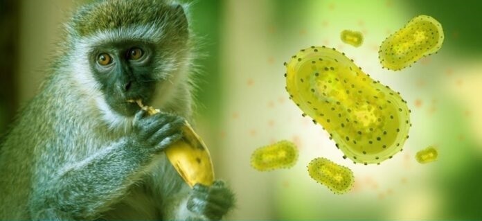 Они определяют ключевой белок проникновения поксвирусов в клетки.