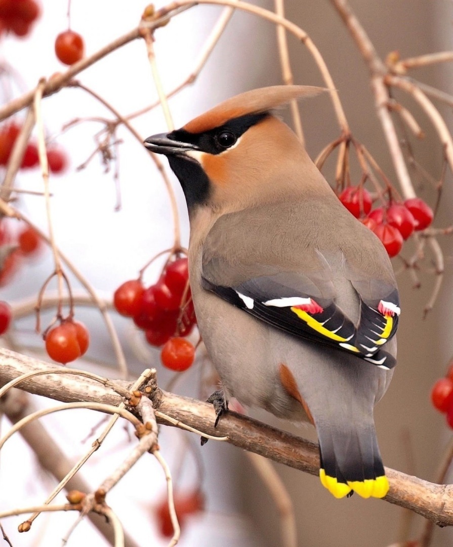 Помогаем пернатым правильно