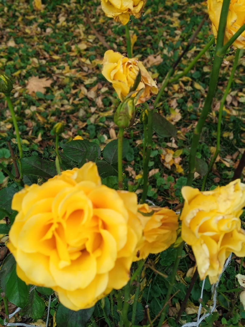 Как вырастить розы: